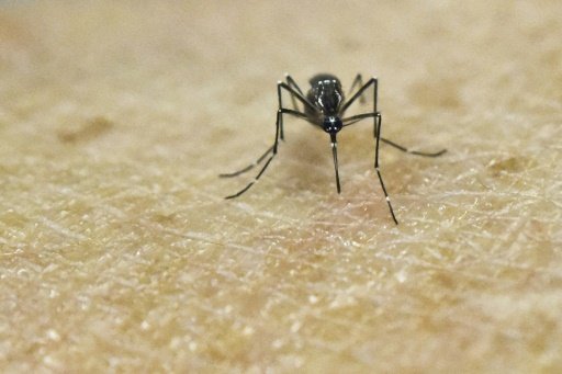 Both dengue and Zika are caused by parasites carried by a different kind of mosquito to the malaria-bearing one, but which is also attracted by human smell  -AFP photo