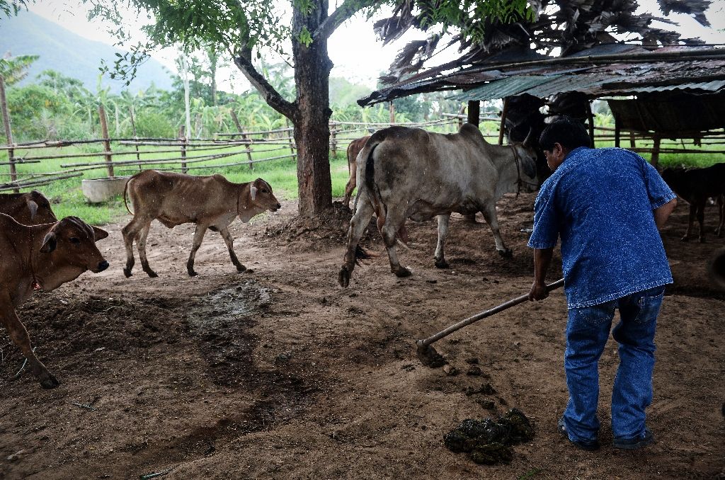 Wisut Janprapai collects cow dung at his father's home in Pa Deng village near the Thai-Myanmar border. Photo by AFP
