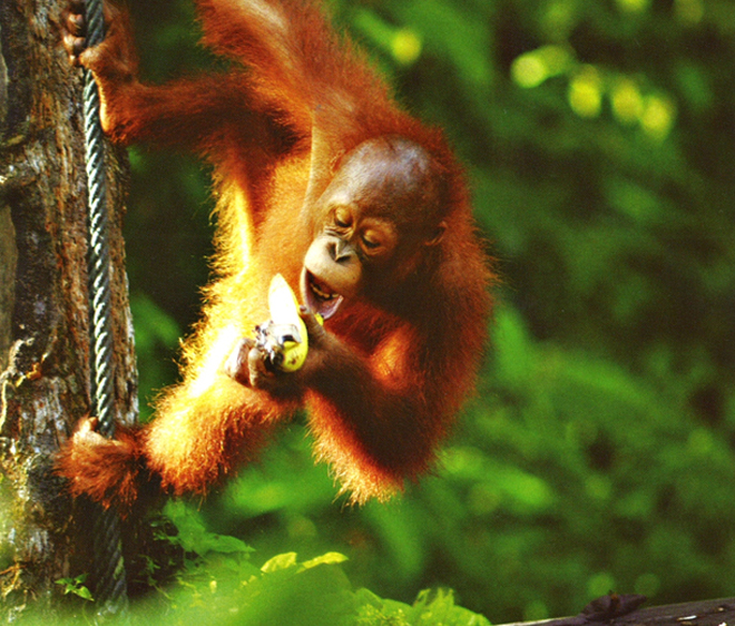 A picture of Baka, the young male orang utan, enjoying a morning tea break.