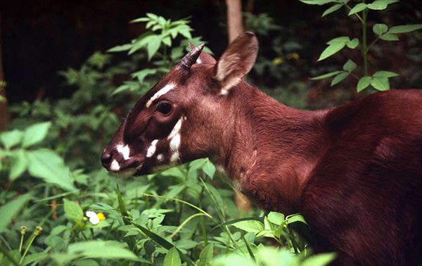 The saola has distinctive white facial and front of neck markings. – Photo by David Hulse (WWF)
