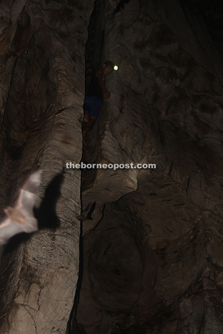 A climber scaling a high cave wall to harvest bird’s nests in one of the caves in Bukit Sarang as a couple of bats escape from the bright light.