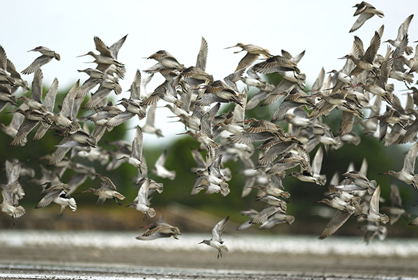 A flock of  Bar-tailed Giodwits taking flight.