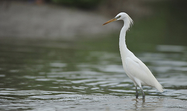 The endangered Chinese Egret.