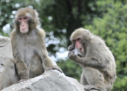 Scientist gave the macaques in the study into organ regeneration mild immunosuppressant drugs, and monitored them for 12 weeks -AFP photo