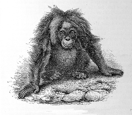 A sketch of a female orangutan from a photograph.