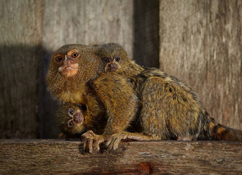 The marmosets, also known as thumb monkeys, are in demand on the black market as pets. AFP Photo