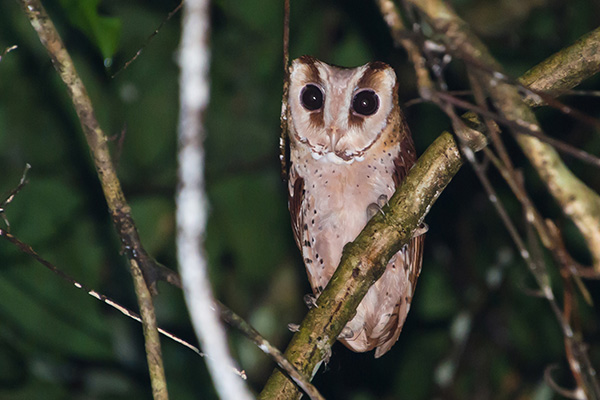 Oriental bay owls live close to water, where they survive on a feast of rats, mice, bats, small birds, frogs and lizards.