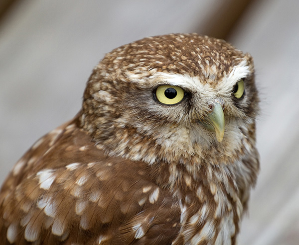 Brown owls have binocular-like vision, allowing them to judge distances with absolute precision.