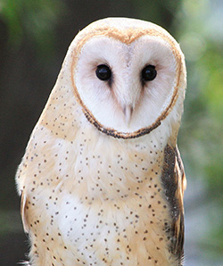 The barn owl has a distinctive heart-shaped whitish head.