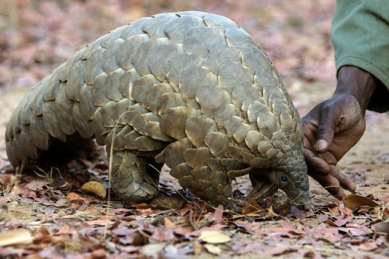The Pangolin, an endangered species, is considered the most trafficked mammal on earth, with its scales highly prized in Vietnam and China. AFP Photo