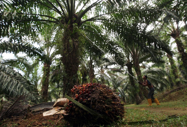 Sarawak oil palm share price