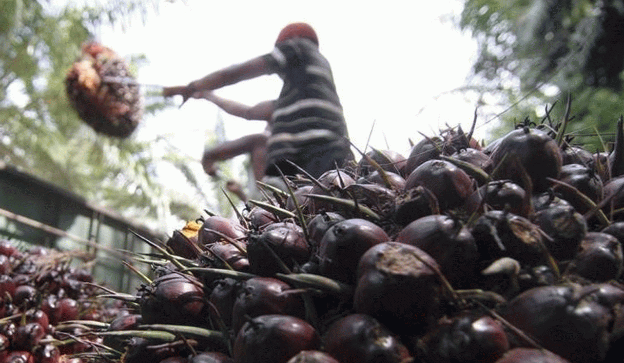'Palm oil domestic consumption cannot offset losses in ...