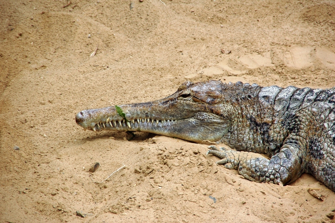 Crocodilia dans les eaux malaisiennes
