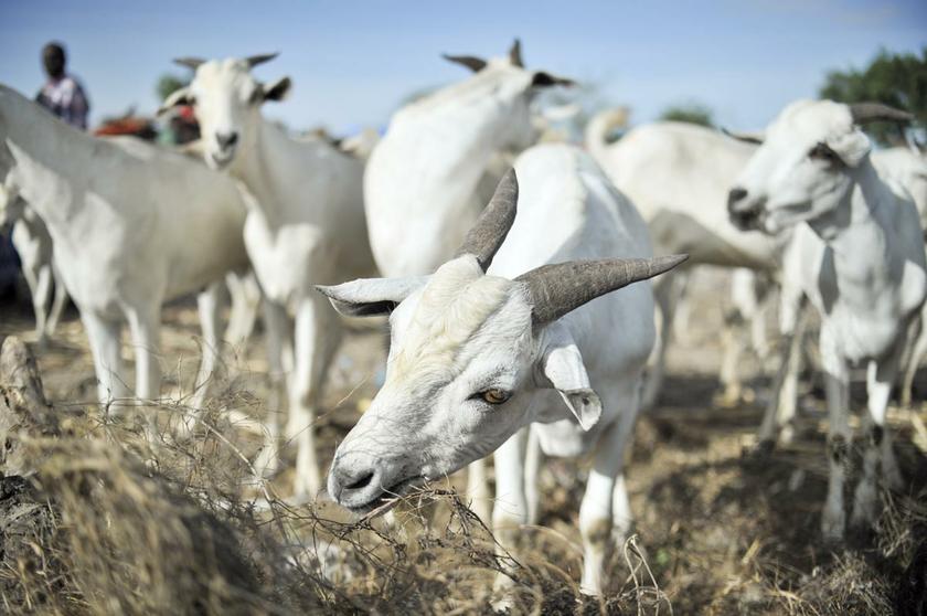 Peternakan Jepang menyewakan kambing mereka untuk membantu memakan rumput liar dan semak-semak di tempat-tempat yang sulit dijangkau