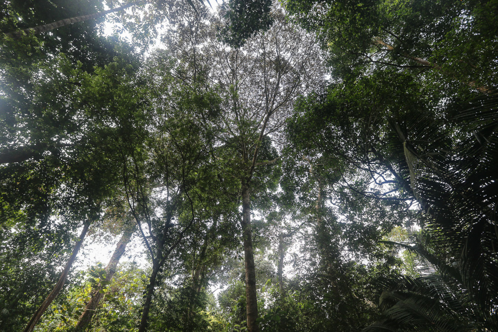 Kesepakatan karbon hutan Sabah dua juta ha yang kontroversial tidak mungkin dilanjutkan, kata sumber