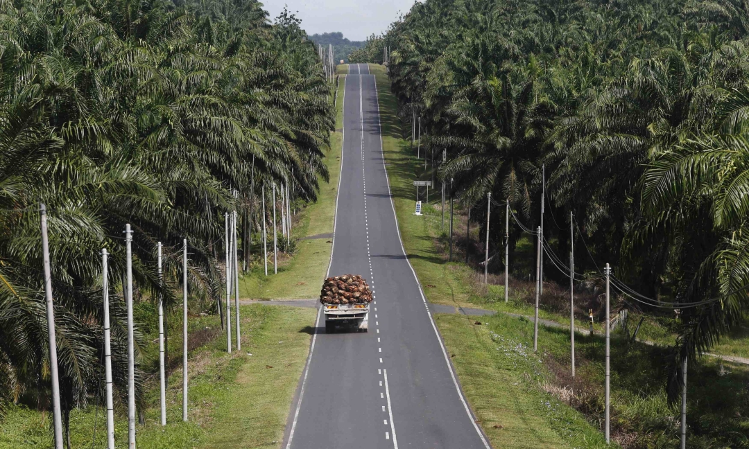 Industri minyak sawit Sarawak – Sebuah katalis untuk pembangunan pedesaan