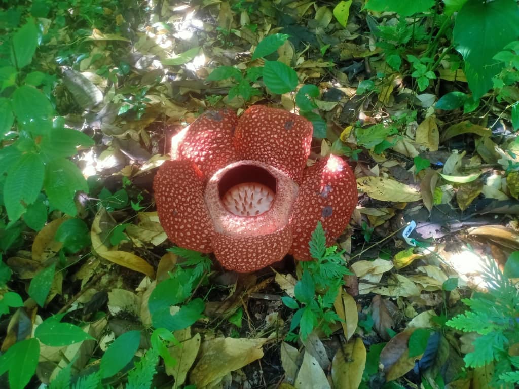 Dirigez-vous vers Poring Hot Spring pour un examen plus approfondi de la rare Rafflesia keithii
