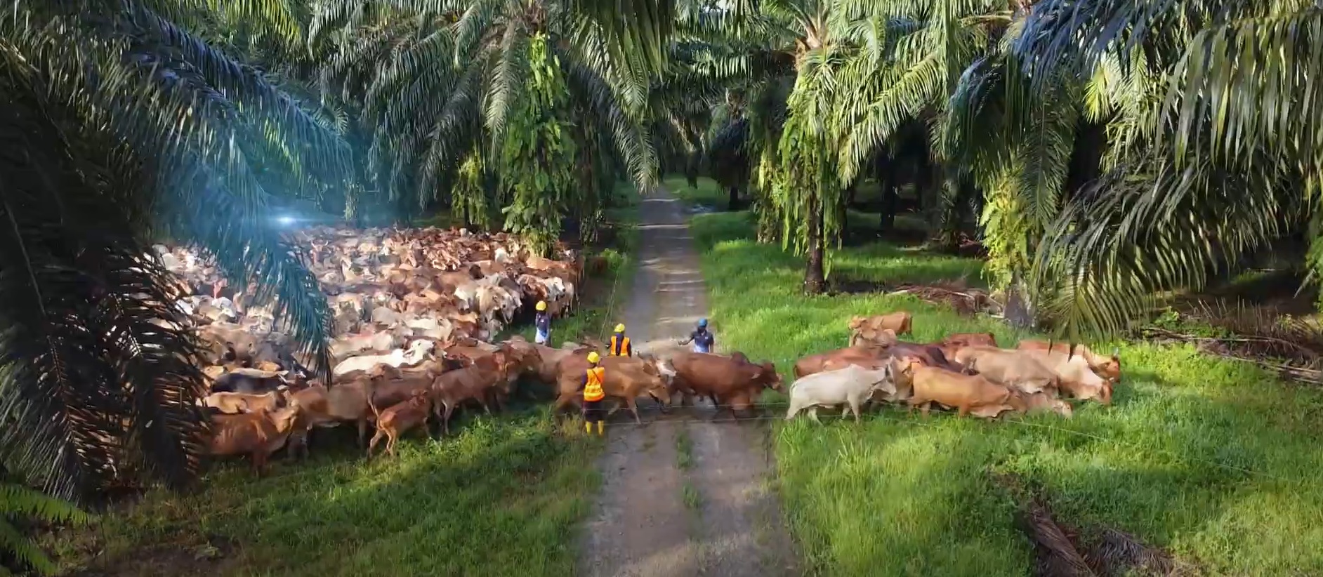 Sawit Kinabalu s’attend à ce que le projet d’élevage bovin renforce le niveau d’autosuffisance bovine de Sabah