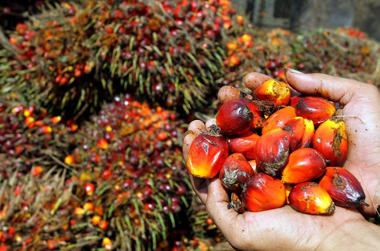 L’offre de palmiers devrait augmenter avec la levée de l’interdiction d’exportation de l’Indonésie – Analystes