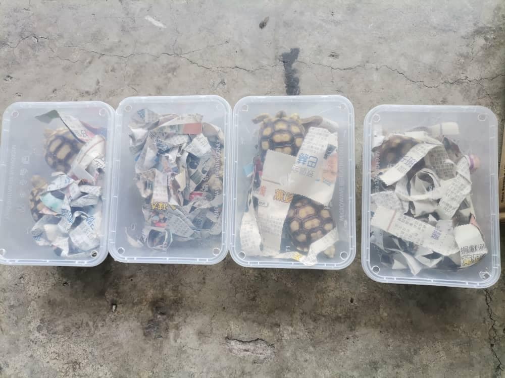 SFC et les douanes déjouent une tentative de contrebande de tortues sulcata africaines