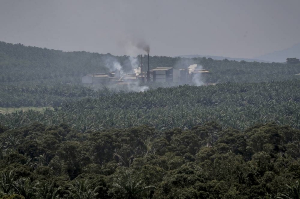 Un groupe dénonce la fondation de conservation de l’huile de palme pour avoir accusé les écologistes d’être les laquais de la campagne de diffamation