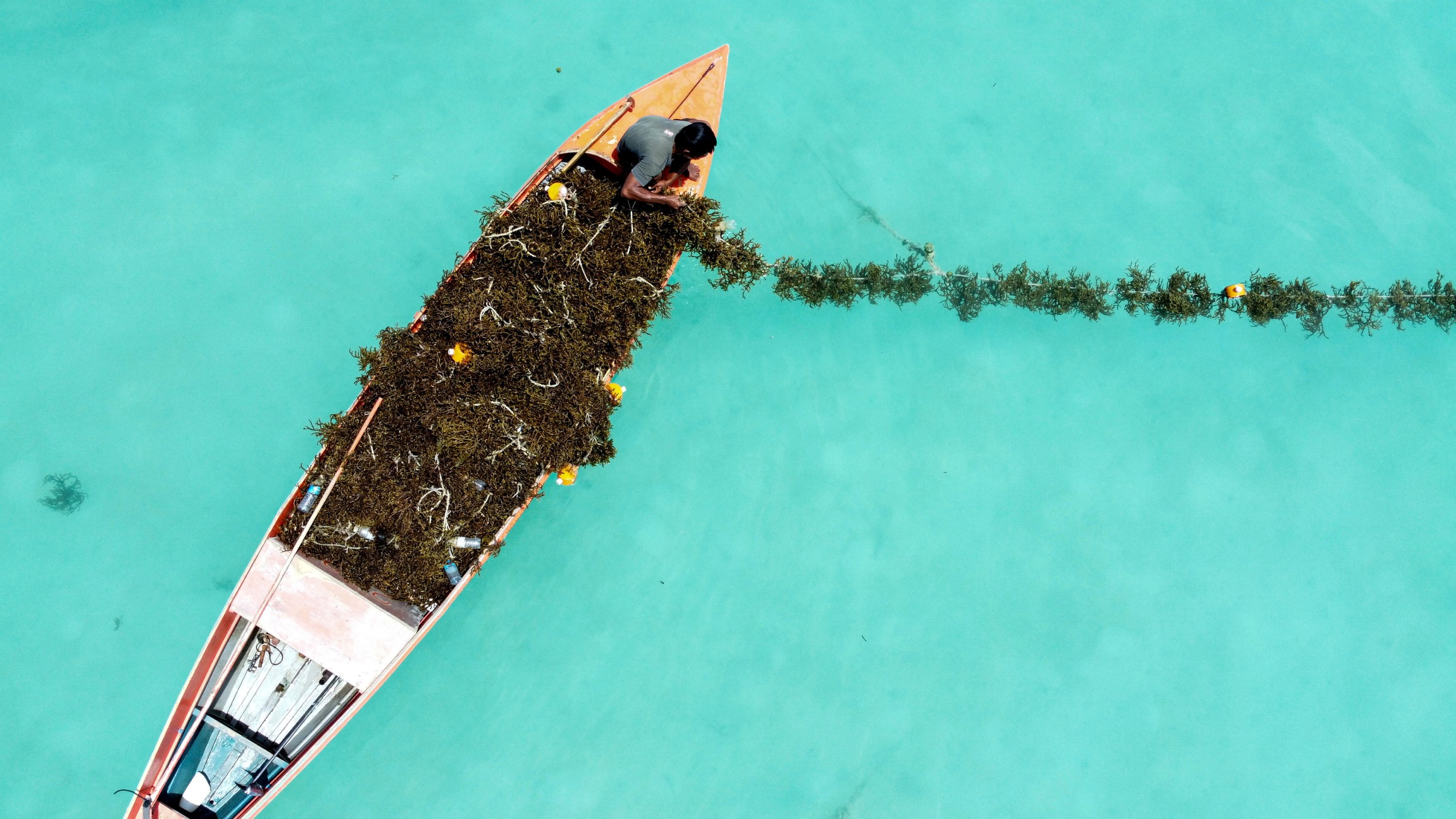 Seaweed farming drives economy of coastal communities in Sabah