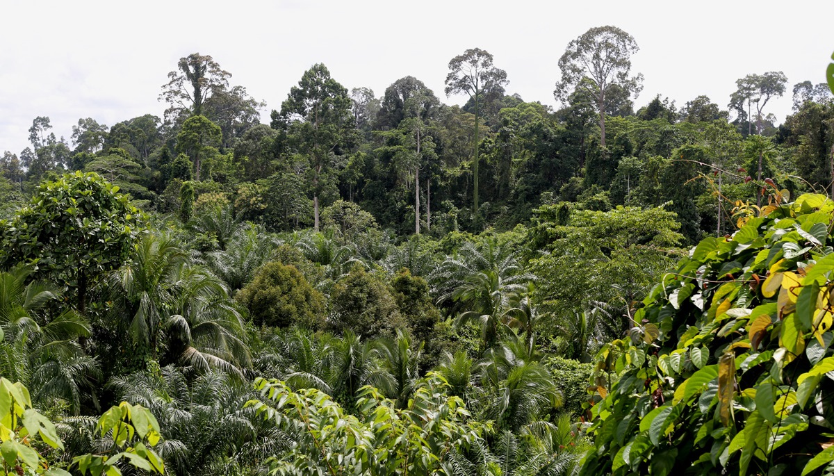 砂拉越是马来西亚整体森林覆盖率的最大贡献者