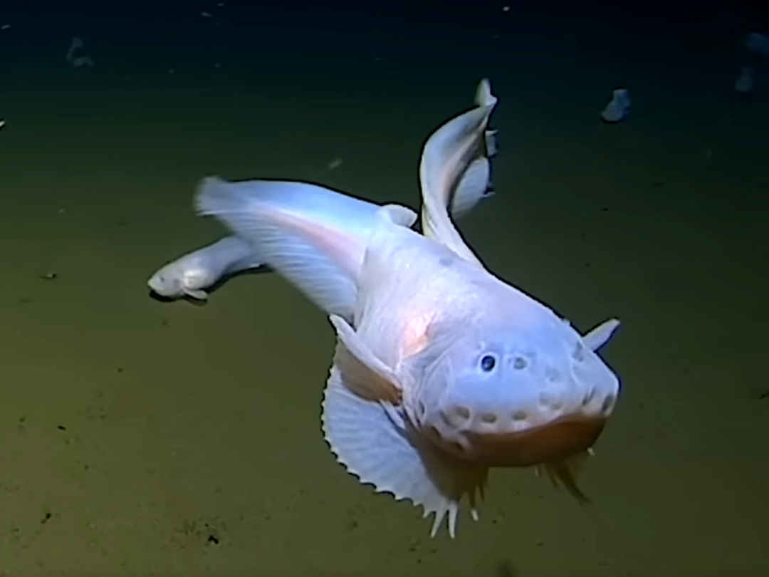 Why are there no fish in the deepest deep sea?