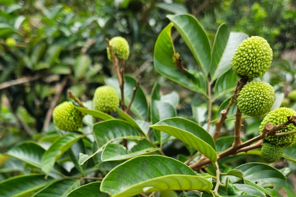 Luscious lychee: Sweet, fragrant, nutritious and easy to grow