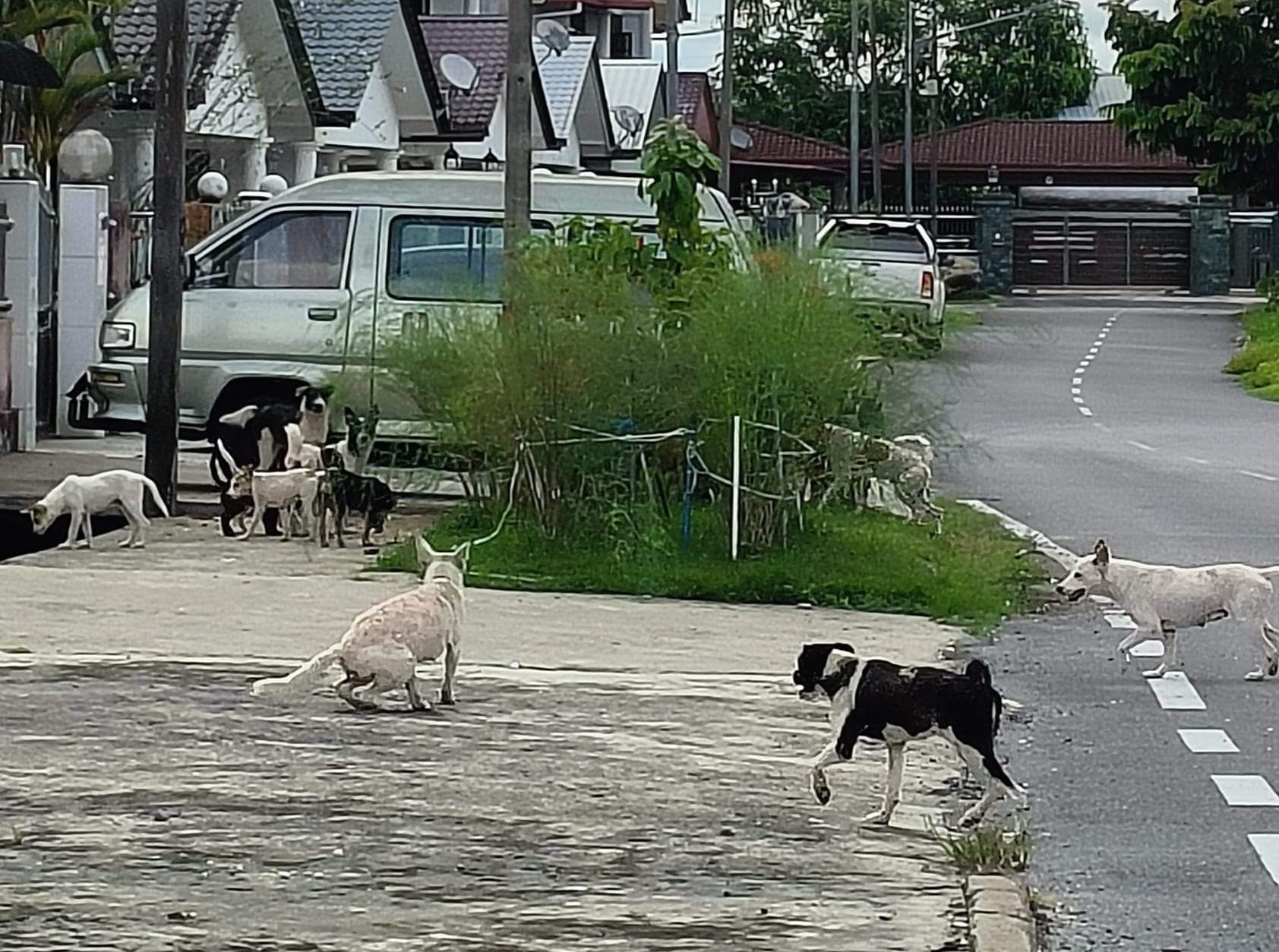 Miri City Council seeks public cooperation to curb potential spread of rabies