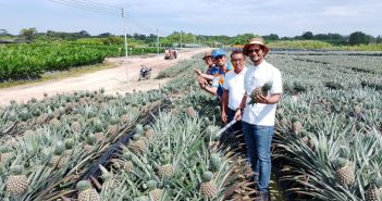 7,000 Sarawak Gold 1 pineapples to be exported to peninsula